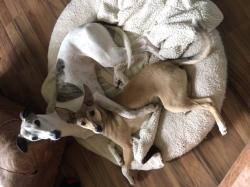 Fundraising Page Image